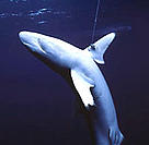 Silky shark caught by the fin on an illegal longline hook.
