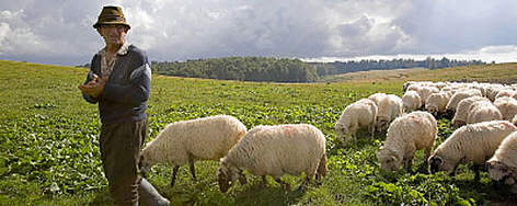 Shepherd looking after sheep, Gradistea Muncelului Cioclovina Nature Park, Carpathian Mountains, ...
© WWF / Michel GUNTHER rel=