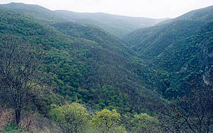 Shikahogh Nature Reserve, Armenia.
© Karen Manvelyan / WWF Caucasus
© Karen Manvelyan / WWF Caucasus