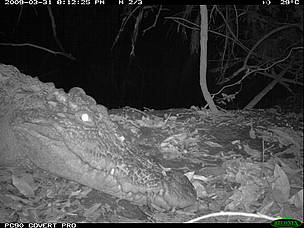 Siamese crocodile portrait as captured by an infrared camera trap in Mondulkiri Protected Forest, ...
© FA / WWF-Cambodia
© FA / WWF-Cambodia