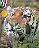 Siberian tiger