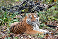 The Siberian tiger is one of several endangered species living in China's Heilongjiang province.
© WWF / Vladimir Filonov
© WWF / Vladimir Filonov