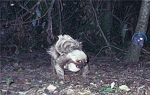Two-toed sloth (Choloepus didactylus) with its baby.
© Santiago Espinosa Two-toed sloth with its baby.
© Santiago Espinosa