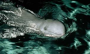 Irrawaddy dolphin, Indonesia.
© WWF / Alain Compost Irrawaddy dolphin, Indonesia.
© WWF / Alain Compost