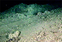 Smashed and dead cold-water coral fragments in a trawling ground on the Norwegian continental shelf.
© Institute of Marine Research, Norway
© Institute of Marine Research, Norway