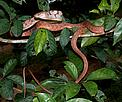 Some of snake wildlife found in the Sopphouan Conservation Rattan Forest, Bolikhamxay Province, Laos, Greater Mekong region<br />© Thomas Calame © Thomas Calame Some of snake wildlife found in the Sopphouan Conservation Rattan Forest, Bolikhamxay Province, Laos, Greater Mekong region