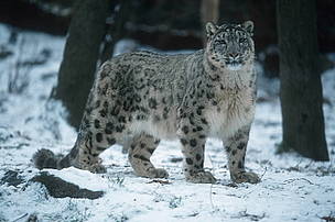 Snow leopards live in mountain steppes and coniferous forest scrub at altitudes ranging from 2000 ...
© © WWF / Martin HARVEY
© © WWF / Martin HARVEY