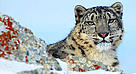 Snow leopard (Uncia uncia).