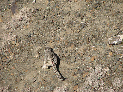 Snow leopard in Altai Sayan
© D.Tseveenravdan / WWF Mongolia Snow leopard in Altai Sayan rel=