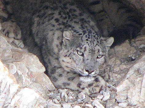 Snow leopard in Altai Sayan
© D.Tseveenravdan / WWF Mongolia Snow leopard in Altai Sayan rel=