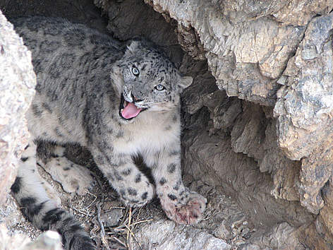Size reduced\Snow leopard in Altai Sayan
© D.Tseveenravdan / WWF Mongolia Size reduced\Snow leopard in Altai Sayan rel=