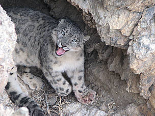 Snow leopard in Altai Sayan
© D.Tseveenravdan / WWF Mongolia Snow leopard in Altai Sayan
© D.Tseveenravdan / WWF Mongolia