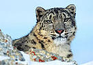 Snow leopard (Uncia uncia), one of the many species that comes into conflict with humans.
© WWF / KLEIN & HUBERT
© WWF / KLEIN & HUBERT