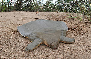 Adult Cantor's giant softshell turtle along the Mekong central section in northern Cambodia.
© David Emmett / CI Cambodia
© David Emmett / CI Cambodia