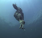 Several species of albatross and petrel are killed in longline fishing operations in the Benguela Current ecoregion.