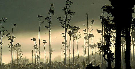 Temperate rainforest in Kahikatea forest, South Island, New Zealand.
© WWF / Edward PARKER Temperate rainforest in Kahikatea forest, South Island, New Zealand. rel=
