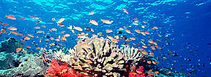 Coral reef, Fiji.
© WWF / Cat HOLLOWAY Fiji is famous throughout the world for spectacularly rich and vibrant soft coral reefs. Fed by ...
© WWF / Cat HOLLOWAY