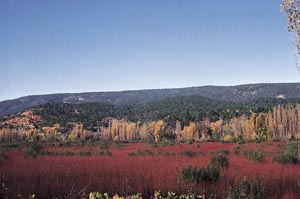 Riparian woodlands, Cuenca, Spain.
© WWF Mediterranean / Pedro Regato
© WWF Mediterranean / Pedro Regato