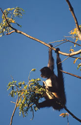 Black-handed spider monkey (Ateles geoffroyi), hanging from a tree. Tuxtla Gutiérrez, Chiapas, ...
© WWF / Anthony B. RATH
© WWF / Anthony B. RATH