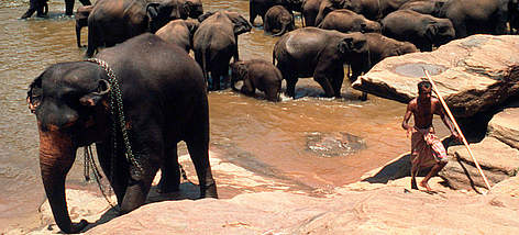 Elephant orphanage of Department of Wildlife Conservation, Pinnawala, Sri Lanka. / ©: WWF-Canon / Anton FERNHOUT Elephant orphanage of Department of Wildlife Conservation, Pinnawala, Sri Lanka. rel=