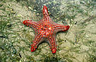 Starfish, Bazaruto Island, Mozambique.