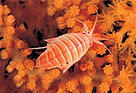 Amphipod (Stenopleustes latipes) resting on a deep-water coral (Paramuricea placomus), Trondheim ...
© WWF / Erling SVENSEN
© WWF / Erling SVENSEN