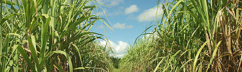© WWF-SPPO
© WWF-SPPO