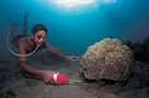 Cyanide fishing in a coral reef, the Philippines. The cyanide kills coral polyps and algae.