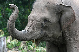 Sumatran elephant (Elephas maximus sumatrensis). © WWF-Indonesia/Samsul Komar Sumatran elephant (Elephas maximus sumatrensis).
