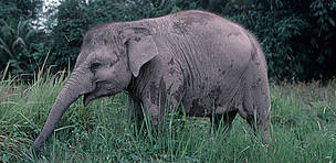 Young Sumatran elephant in Way Kambas, Sumatra, Indonesia.
© WWF / Paul FORSTER Young Sumatran elephant in Way Kambas, Sumatra, Indonesia.
© WWF / Paul FORSTER