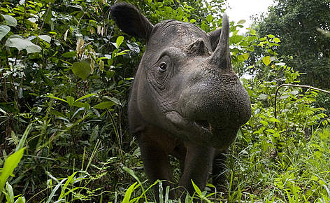 sumatran rhinoceros