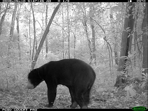 Sun bear in dry forest taken by camera trap within Mondulkiri Protected Forest in northeastern ...
© FA / WWF-Cambodia rel=