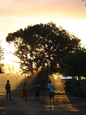 The sun setting in Anjialavabe, Madagascar
© Lucia Canedo Pouso
© Lucia Canedo Pouso