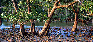 Red mangroves, Sarawak, Borneo, Malaysia.
© WWF / Terry DOMICO
© WWF / Terry DOMICO