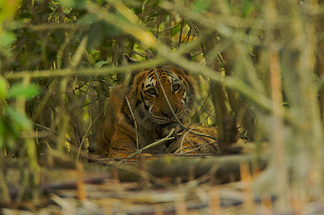 A female Bengal tiger (Panthera tigris tigris) resting in the undergrowth of a mangrove forest in ...
© naturepl.com/Tim Laman / WWF rel=