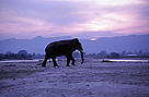 Habitat loss and fragmentation are threatening the future of elephants in India. Rajaji National ...
© WWF / A. Christy Williams
© WWF / A. Christy Williams