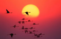 The EU Emissions Trading Directive will be central to achieving EU Kyoto Protocol targets to reduce ...
© WWF / Martin Harvey
© WWF / Martin Harvey