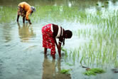 Planting rice in the rice fields of the west coast, Sri Lanka.
© WWF / Mauri RAUTKARI Planting rice in the rice fields of the west coast, Sri Lanka.
© WWF / Mauri RAUTKARI