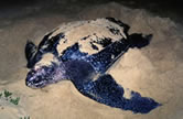Leatherback turtle laying eggs on the beach.
© WWF / Martin HARVEY Leatherback turtle laying eggs on the beach.
© WWF / Martin HARVEY