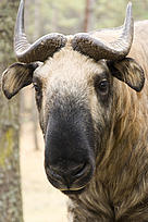 Bhutanese Takin finding refuge in a WWF funded nature reserve
© WWF Bhutan - Kimberlee ADOLPH
© WWF Bhutan - Kimberlee ADOLPH