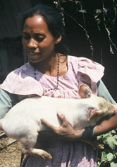 Sita Chaudhary with piglet.
© WWF / Helena Telkanranta Sita Chaudhary with piglet.
© WWF / Helena Telkanranta