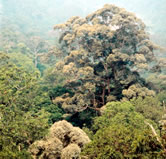 Dipterocarp rainforest in Taman Negara National Park. Peninsula Malaysia.
© WWF / Gerald S. CUBITT Dipterocarp rainforest in Taman Negara National Park. Peninsula Malaysia.
© WWF / Gerald S. CUBITT