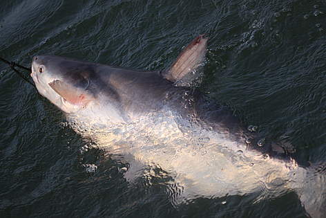 A Mekong giant catfish swimming close to the surface in northern Cambodia's section of the Mekong ...
© Tan Someth Bunwath / WWF-Cambodia rel=
