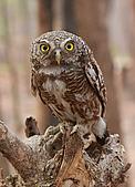 Asian Barred Owlet, Glaucidium cuculoides.<br />© Tanasin Yumnoi © Tanasin Yumnoi Asian Barred Owlet, Glaucidium cuculoides.