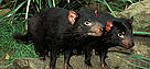 Two Tasmanian devils (Sarcophilus laniurus), Featherdale Wildlife Park, New South Wales, Australia .