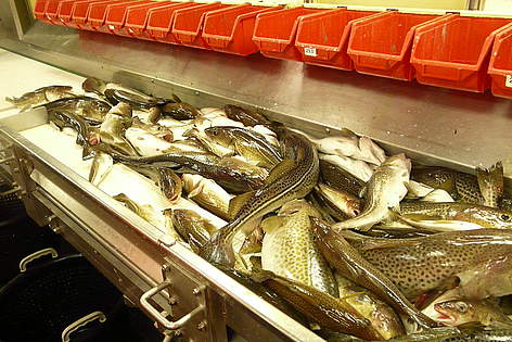 Processing cod
© Tatjana Gerling WWF rel=