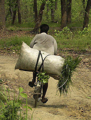 Local resident carrying off grass harvested from tiger habitat, Terai Arc, Nepal. © Tshewang R. Wangchuck / WWF Local resident carrying off grass harvested from tiger habitat, Terai Arc, Nepal.