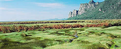 Swamp wetlands in Khao Sam Roi Yot National Park. Thailand.
© WWF / Gerald S. CUBITT Swamp wetlands in Khao Sam Roi Yot National Park. Thailand. rel=