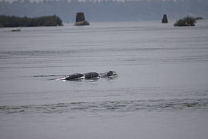 Three Irrawaddy dolphins socialising at Koh Pdao pool in Kratie province, northern Cambodia.
© Tan Somet Bunwath / WWF-Cambodia
© Tan Somet Bunwath / WWF-Cambodia