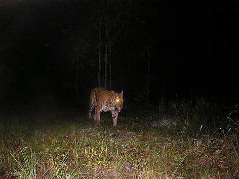 Tiger captured by a camera trap in the Srepok Wilderness Area within Mondulkiri Protected Forest in ...
© FA / WWF-Cambodia rel=